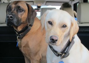 Bruce and his girlfriend from the Humane Society.